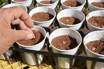 Germination and planting of peas