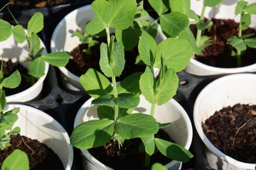 Germination and planting of peas