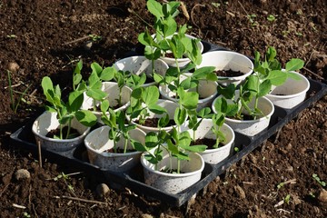 Germination and planting of peas
