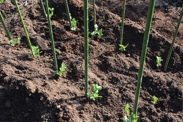 Germination and planting of peas