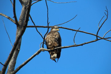 Young Bald Eagle, Gold Bar Park, Edmonton, Alberta