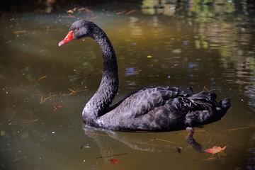 Obraz premium Black swan swimming on lake (Wuling Farm in Taichung,Taiwan)