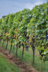 Weinreben mit bunten Trauben