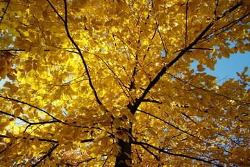Piękne złote liście w koronie jesiennego drzewa