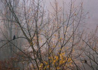 Foggy day in the city during autumn