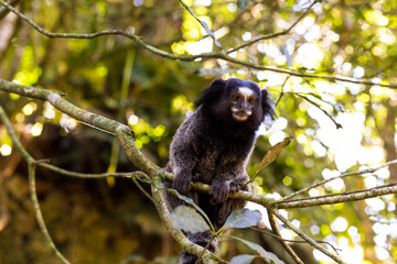 monkey on tree
