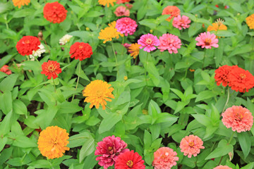 Close-up zinnia flower in the garden.