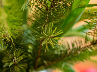 Bright green pine branches perfect for cheery holiday season and Christmas backgrounds