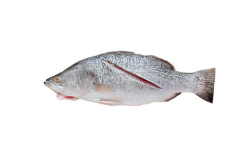 Fresh white snapper fish isolated on white background.