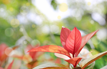 Blindness tree's leaf(Excoecaria cochinchinensis) on blurred with bokeh background in the summer garden.