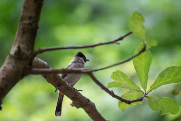 Bird up on tree 