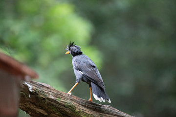 Bird up on tree 