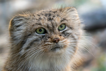 Naklejka na ściany i meble Manul or Pallas's cat, Otocolobus manul, cute wild cat from Asia.