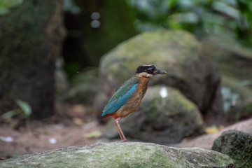 Bird walking on the floor
