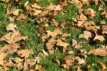Autumn leaves background