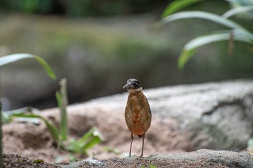 Bird walking on the floor