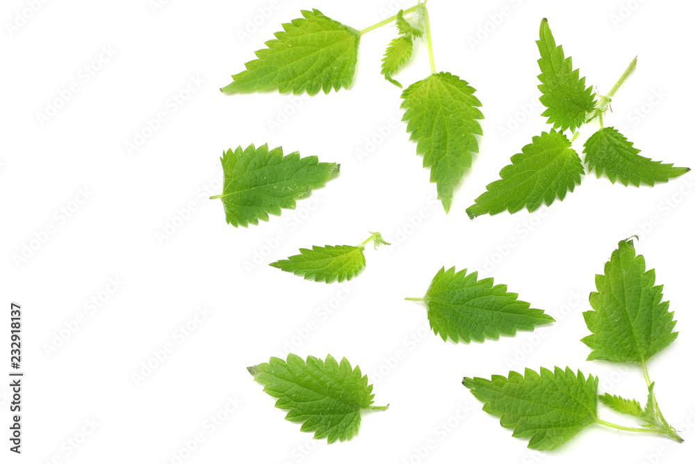 Wall mural nettle leaves isolated on white background. top view. medical herbs.