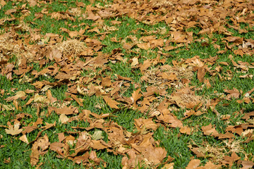 Autumn leaves background
