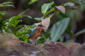 Bird walking on the floor