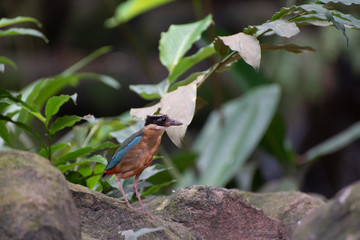 Bird walking on the floor