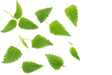 nettle leaves isolated on white background. top view. medical herbs.