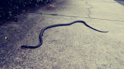 Black snake lying on the pavement