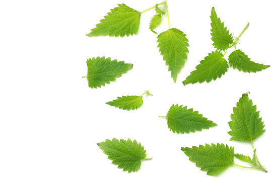nettle leaves isolated on white background. top view. medical herbs.