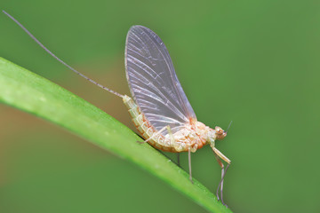 Macro of a small  mayfly resting on a blade of grass. 