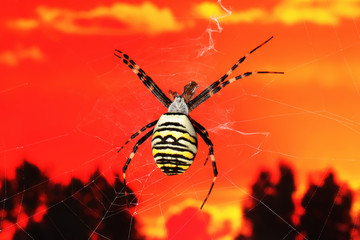 Spider on the background of the red sunset sky.
