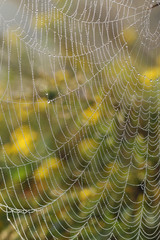 morning dews on spider web