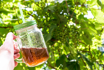 Hand holding a glass mug of cold tea with straw against green vined background. Sunny summer...