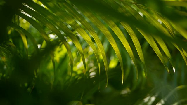 Blur tropical green palm leaf with sun light, abstract natural background with bokeh. Defocused Lush Foliage, veines, striped exotic fresh juicy leaves in shadow. Ecology, summer and vacation concept.