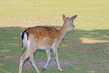 deer in the forest on the pasture