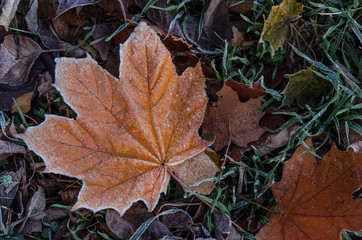 A fallen maple leaf lies on the grass covered with frost after the first frost.