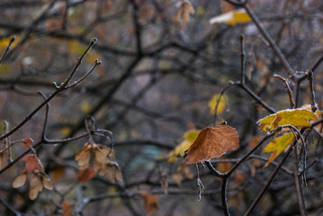 Dried leaf of a maple on a branch covered with snow crystals.