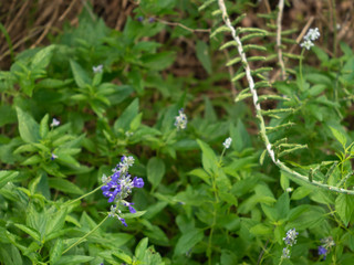 Lavendar colored bluebonnet among lush green vegetation and small succulent cactus on a forest floor
