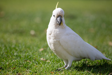 White Cockatoo on grass