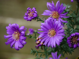 Close up of a cluster of purple michaelmas daisies (asters)