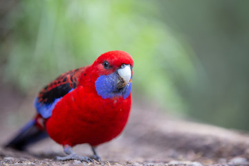 Red and Blue Parakeet