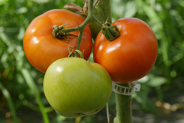 closeup of organic tomatoes in the garden