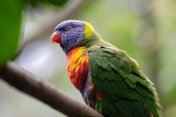 Four colored Parakeet