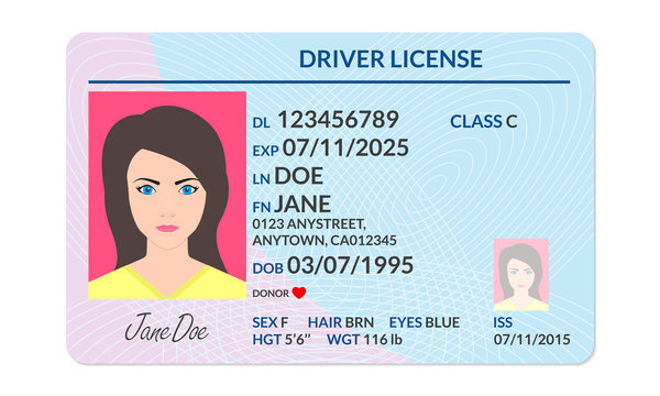 Driver license with female photo. Identification or ID card, document template. Vector illustration.