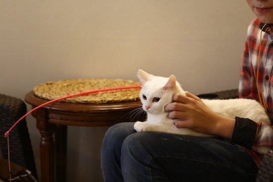 White Cat On Human Lap With Stroking Hands