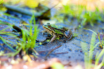 Frog in forest