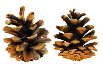 Two pine cones in different angles. High detailed realistic illustration.