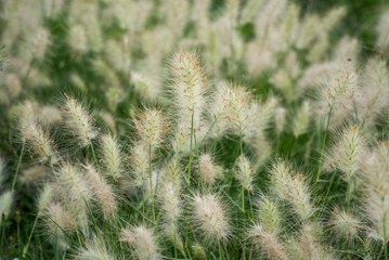 Fototapeta premium cesped