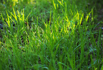 Close up of fresh thick grass with water drops in the early morning