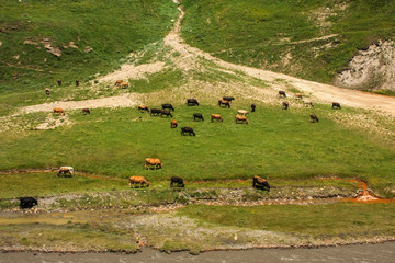 herd of cows in truso valley