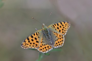 Butterfly Queen of Spain fritillary sitting on the thistle . Issoria lathonia