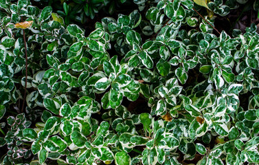 leaf plant nature background